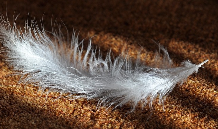 a Carpet Cleaning