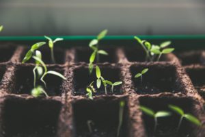 micro-greens planted in the gaps of planting bed