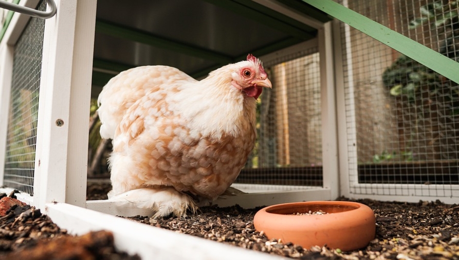 chicken coop