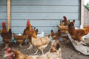 chicken inside a coop